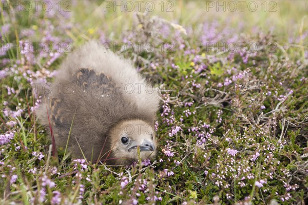 Arctic skua