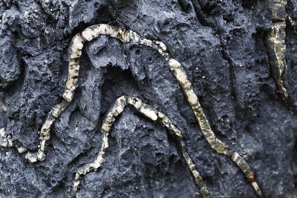 Detail of folded quartz veins in black metamorphic rock