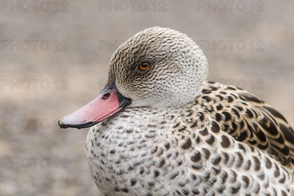 Cape Teal