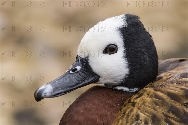 White-faced Whistling Duck