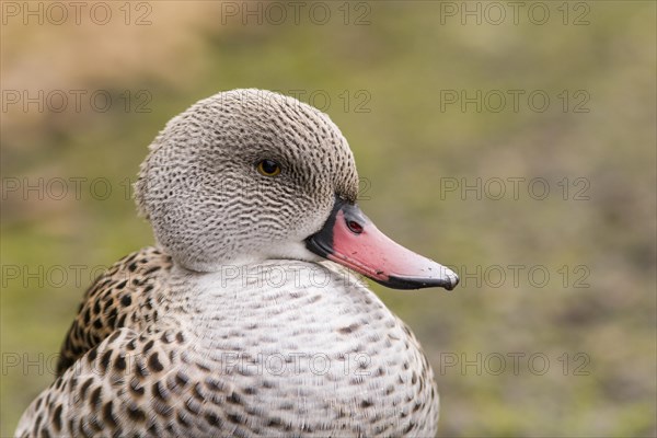 Cape Teal