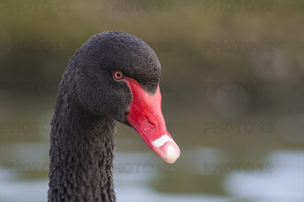 Australian Black Swan