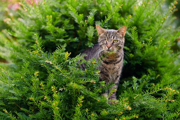 Tiger cat