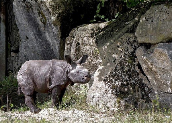 Indian Rhinoceros