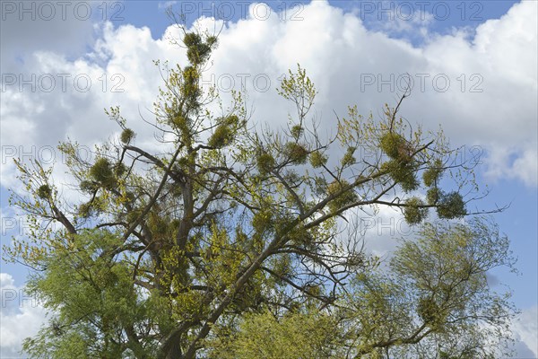 Half dead tree with Mistletoe