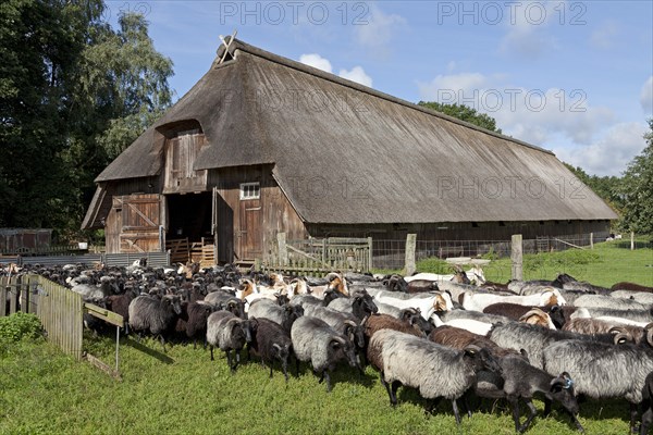 Flock of sheep in front of a sheep shelter