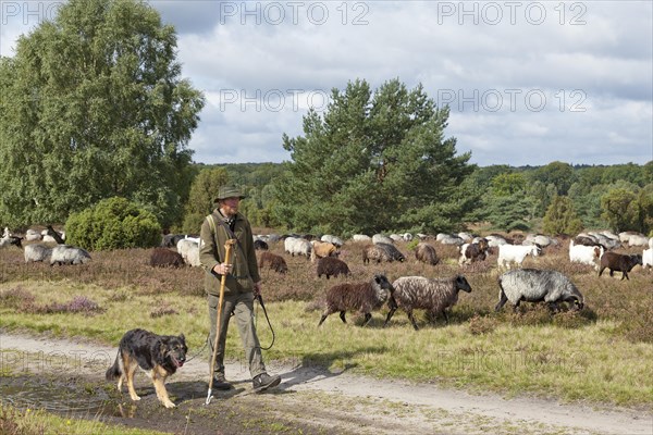 Shepherd with dog and flock of sheep