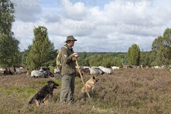 Shepherd with dogs and flock of sheep