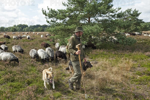 Shepherd dogs and flock of sheep