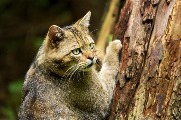 European wildcat