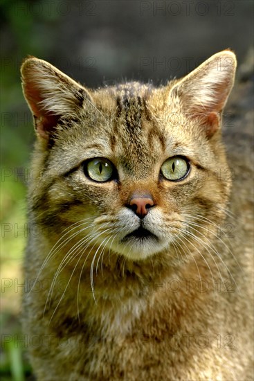 European wildcat