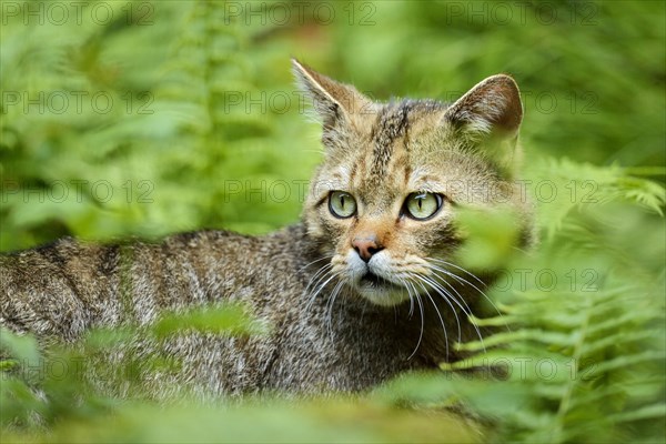 European Wildcat