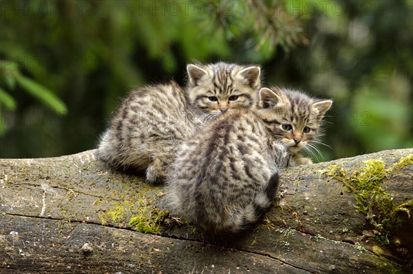 European Wildcats