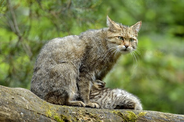 European Wildcat