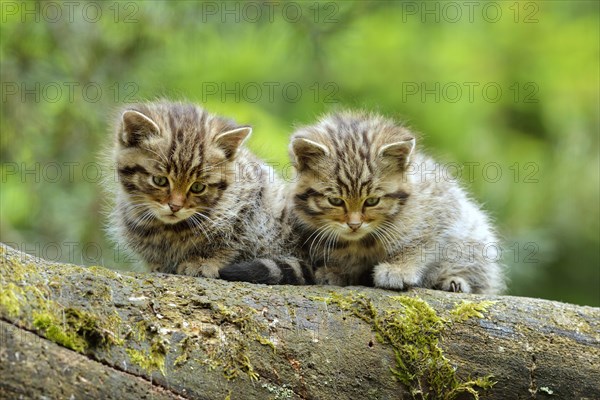 European Wildcat