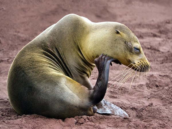 Galapagos sea lion