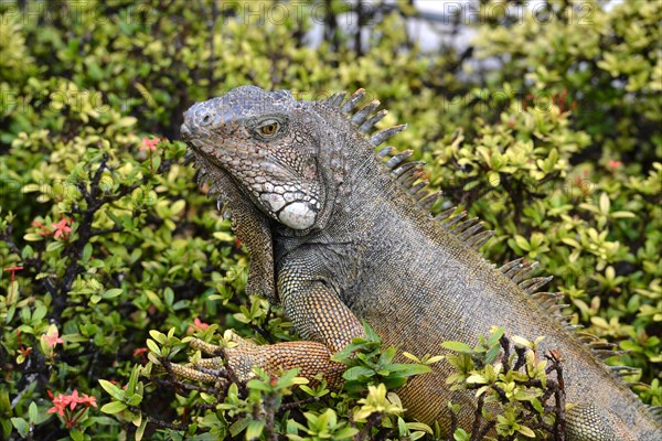 Green Iguanas