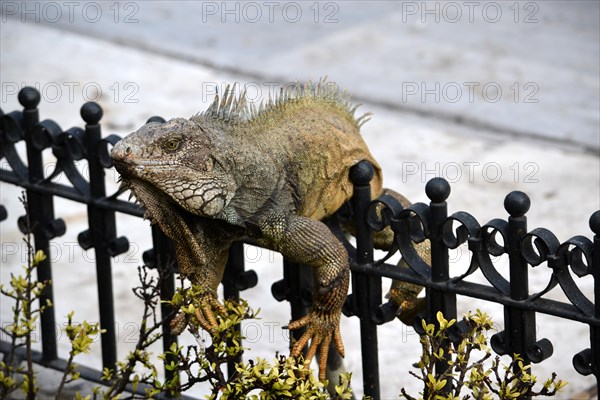 Green Iguanas