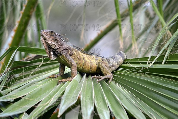 Galapagos land iguana