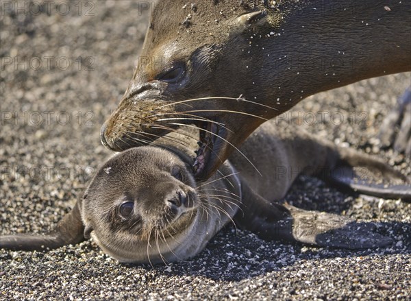 Galapagos sea lion