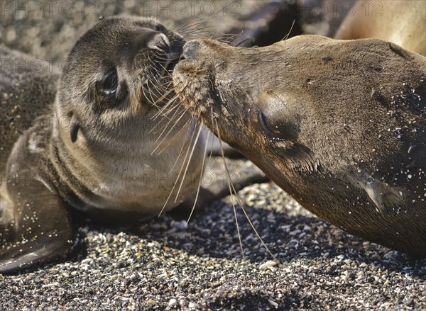 Galapagos sea lion