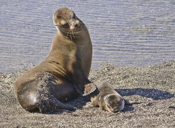 Galapagos sea lion