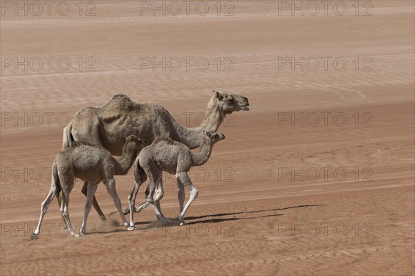 Dromedaries