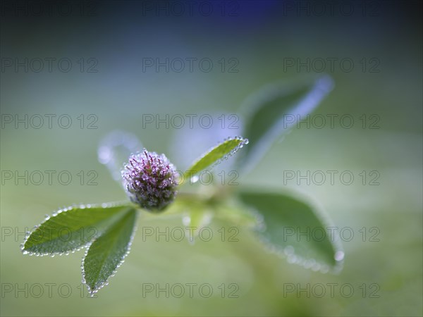 Red clover