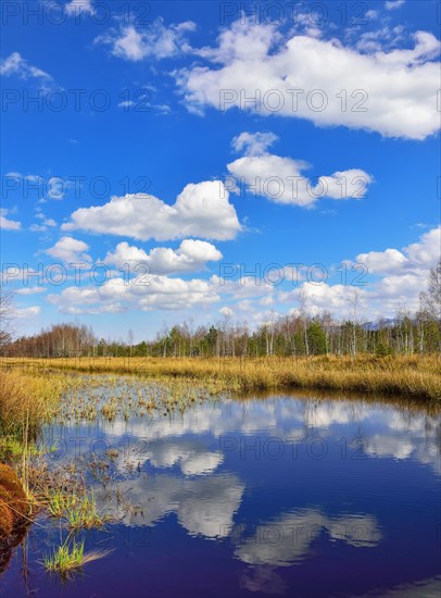 Waterlogged peat mining area with common club-rushes