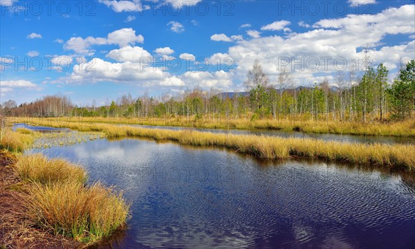 Waterlogged peat mining area with common club-rushes