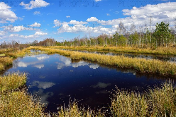 Waterlogged peat mining area with common club-rushes