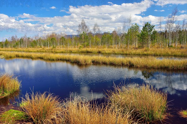 Waterlogged peat mining area with common club-rushes