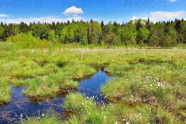 Flowering Tussock Cottongrass