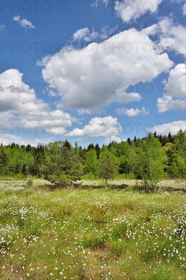 Flowering Tussock Cottongrass