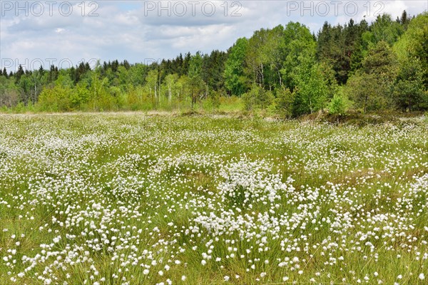 Flowering Tussock Cottongrass