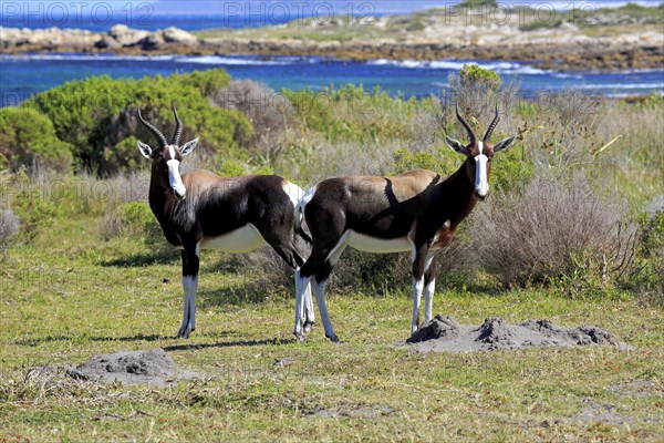 Bontebok