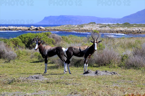 Bontebok