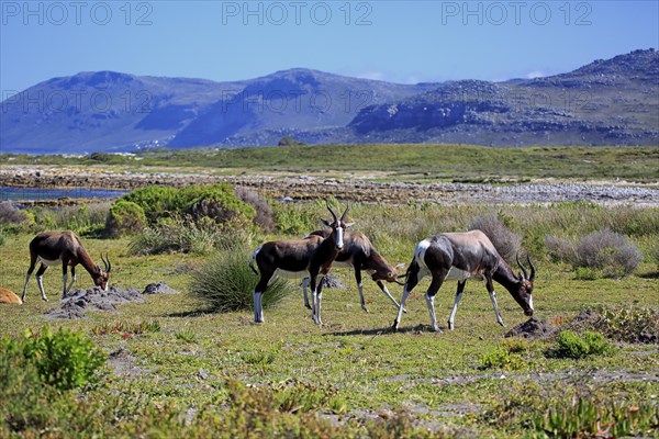 Bontebok