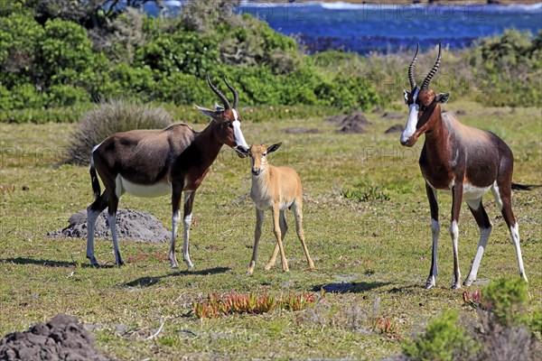 Bontebok