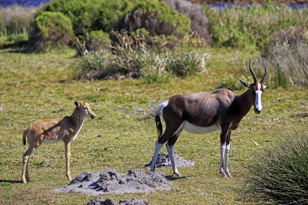 Bontebok