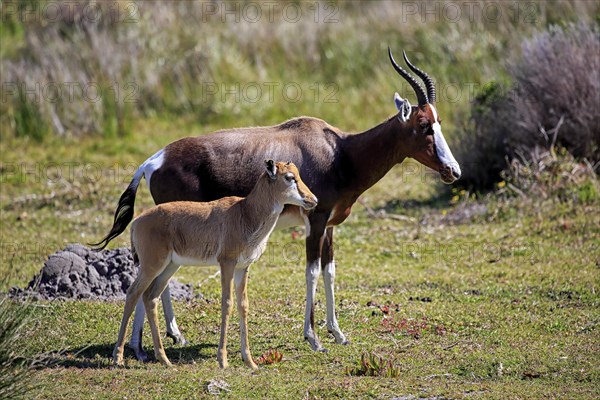 Bontebok