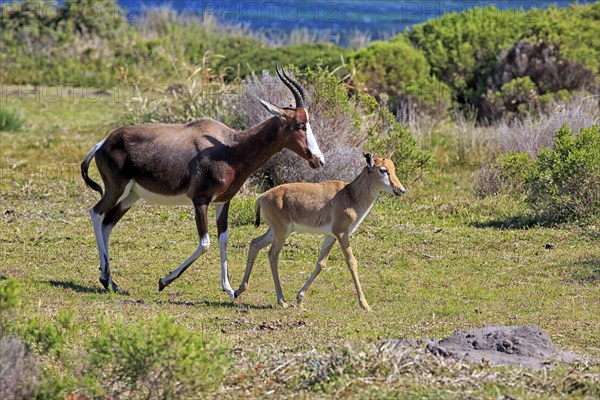 Bontebok