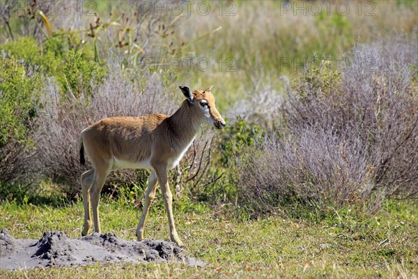 Bontebok