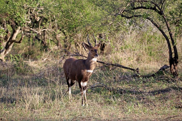 Bushbuck