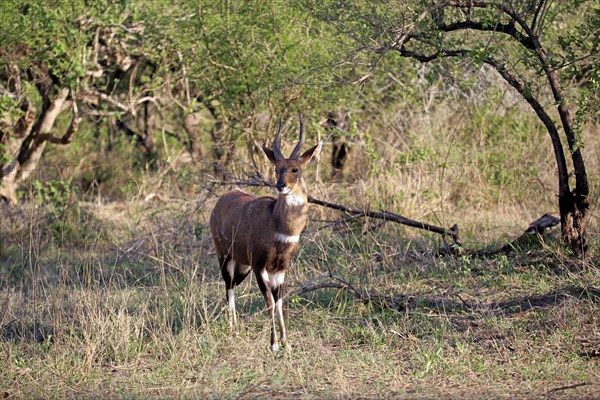 Bushbuck