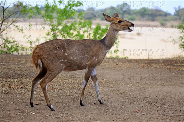 Bushbuck