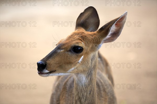 Bushbuck