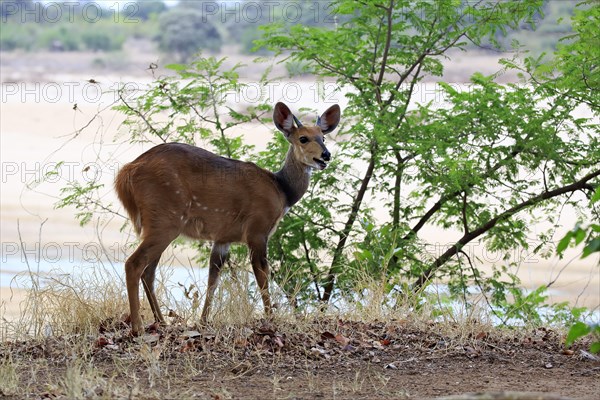 Bushbuck