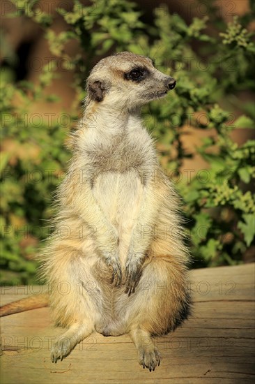 Meerkat