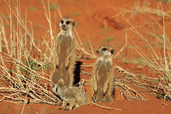 Meerkats